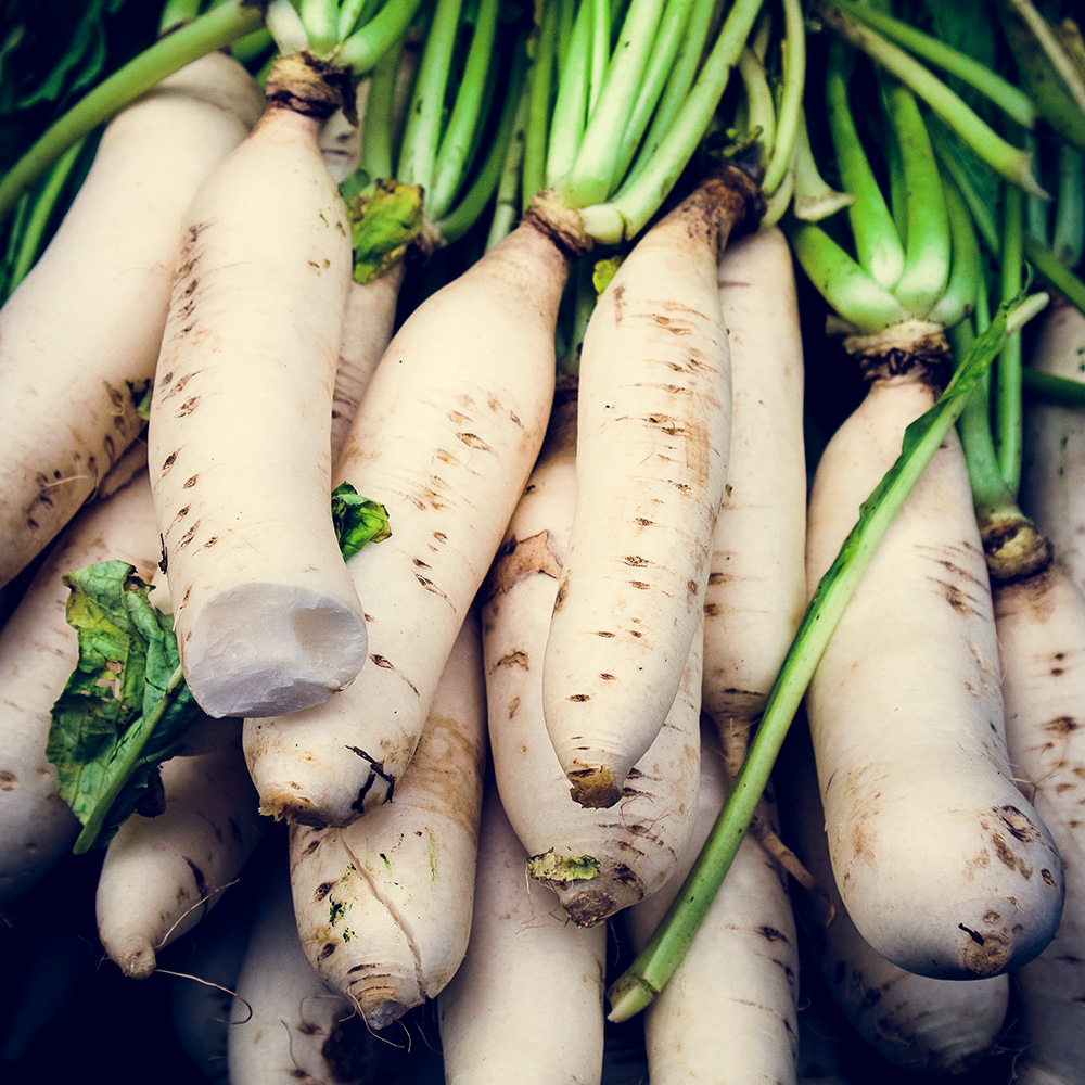 Japanese radish