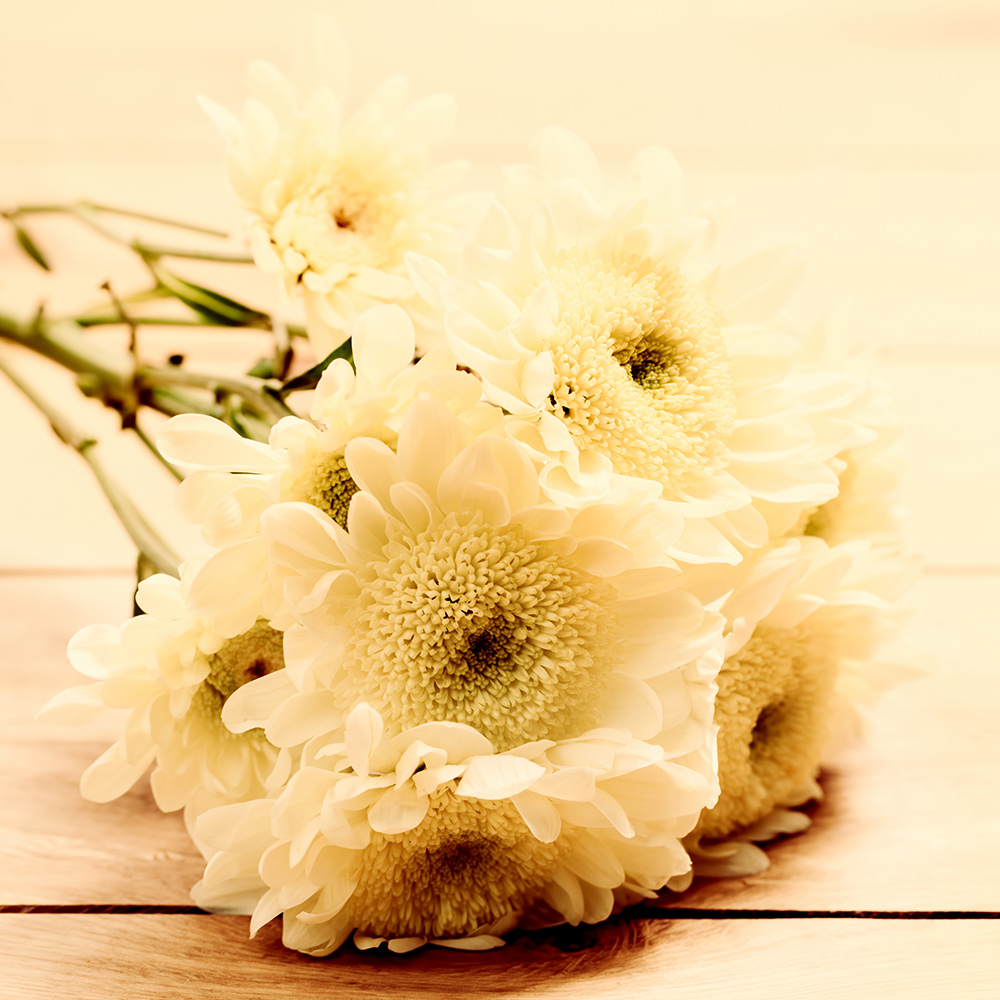 Chrysanthemum